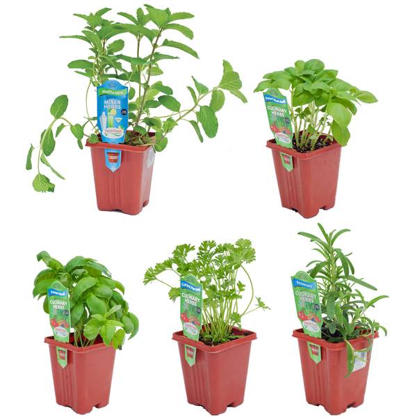 Dan & Jerry's Greenhouses Herb Assortment 138194 Blain's Farm & Fleet