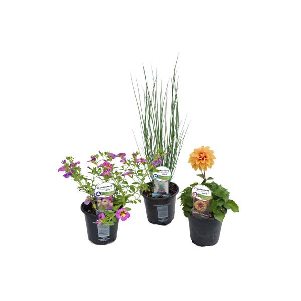 Photo of 4.5" Specialty Annual