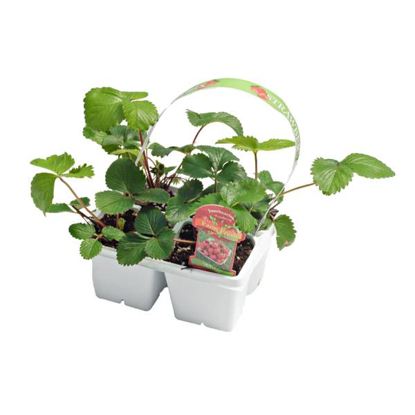 Photo of 4pk Strawberries
