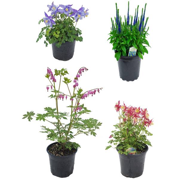 Photo of #1 Container Perennial