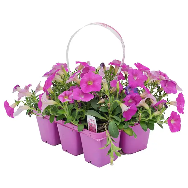 Dan & Jerry's Greenhouses Wave Petunia - Jumbo 6pk - 130732