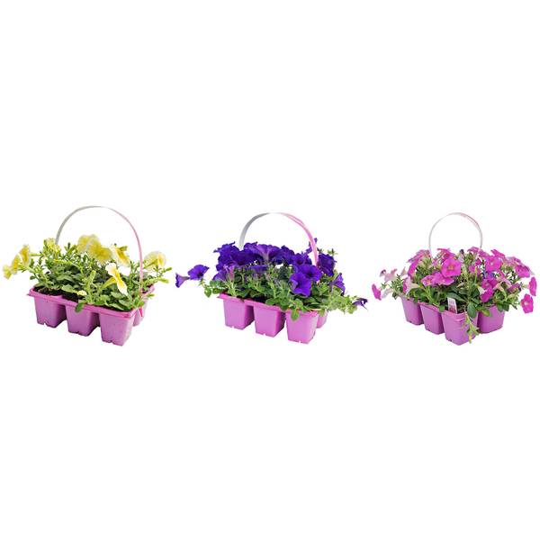 Photo of Wave Petunia - Jumbo 6pk