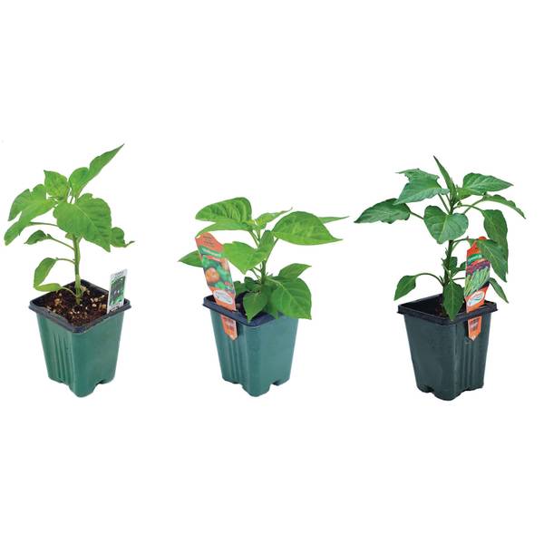 Photo of 3.5" Pepper Plant