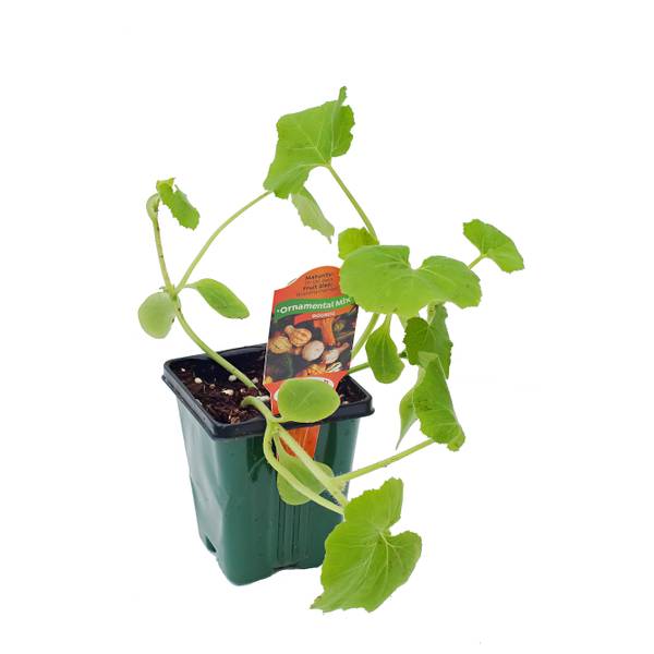 Photo of 3.5" Pumpkin Plant