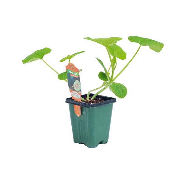 Photo of 3.5" Squash Plant