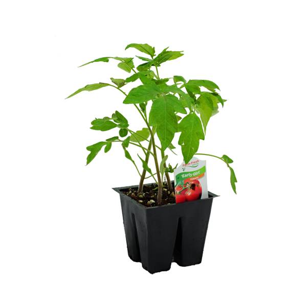 Photo of 4pk Tomato