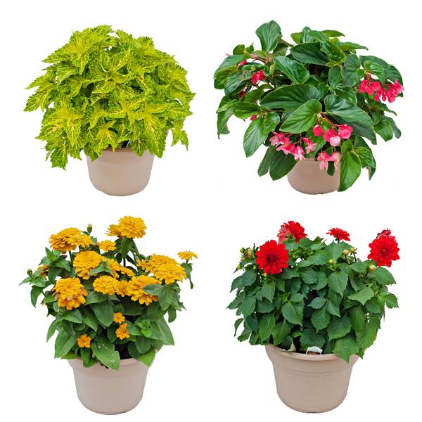 Photo of 10" Patio Pot