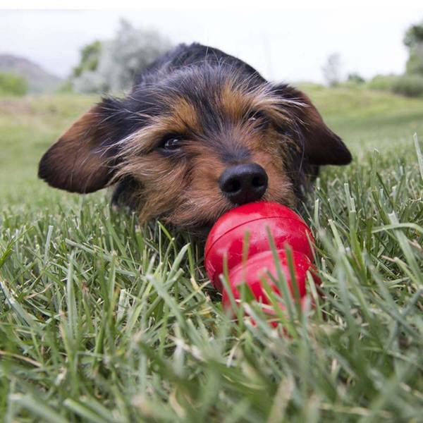 Kong Easy Treats and Kong snacks 2 pack