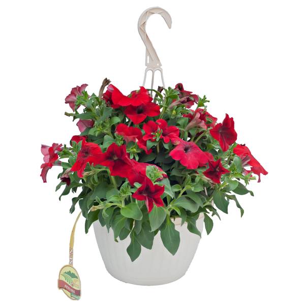 Dan & Jerry's Greenhouses Standard Hanging Basket - 179000