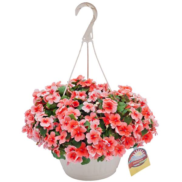 Dan & Jerry's Greenhouses Standard Hanging Basket - 179000