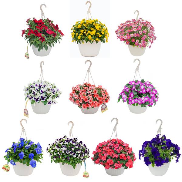 Photo of Standard Hanging Basket