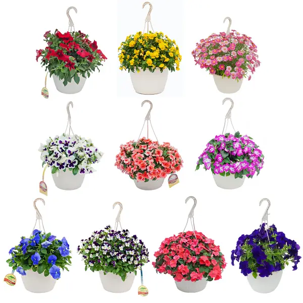 Dan & Jerry's Greenhouses Standard Hanging Basket - 179000
