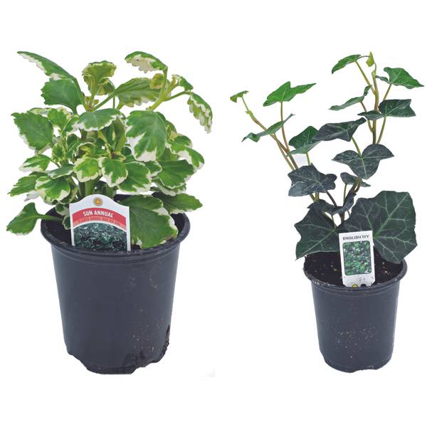 Photo of 4.5" Annual Grass