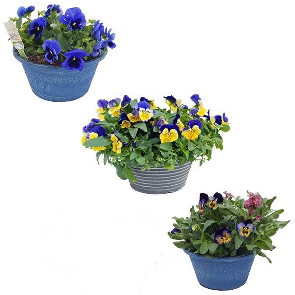 Photo of Pansy Planter