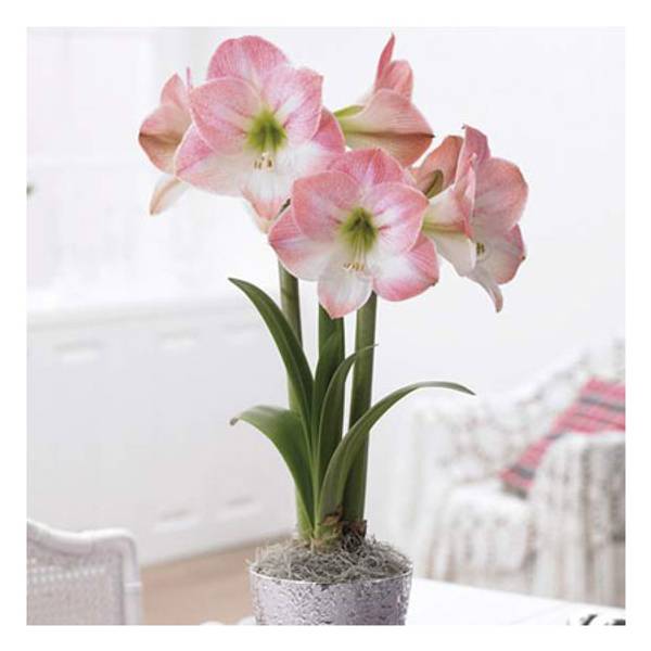 Photo of Apple Blossom Amaryllis Bulb
