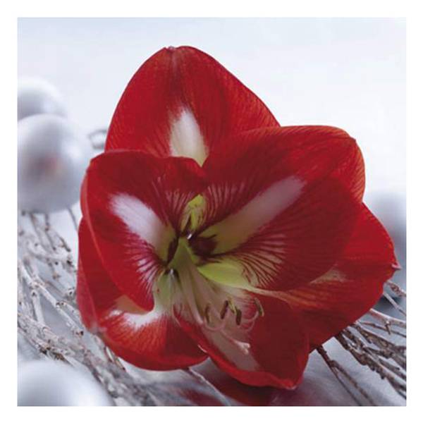 Longfield Gardens Amaryllis Minerva Bulbs 62100563 Blain's Farm & Fleet