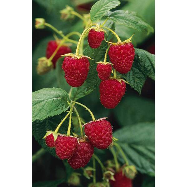 Photo of Brandywine Raspberry Plant