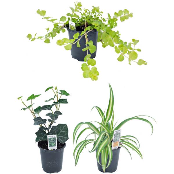 Photo of 3.5" Accent Plant