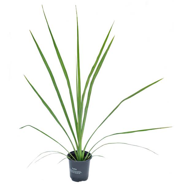Photo of Accent Plant - Spike