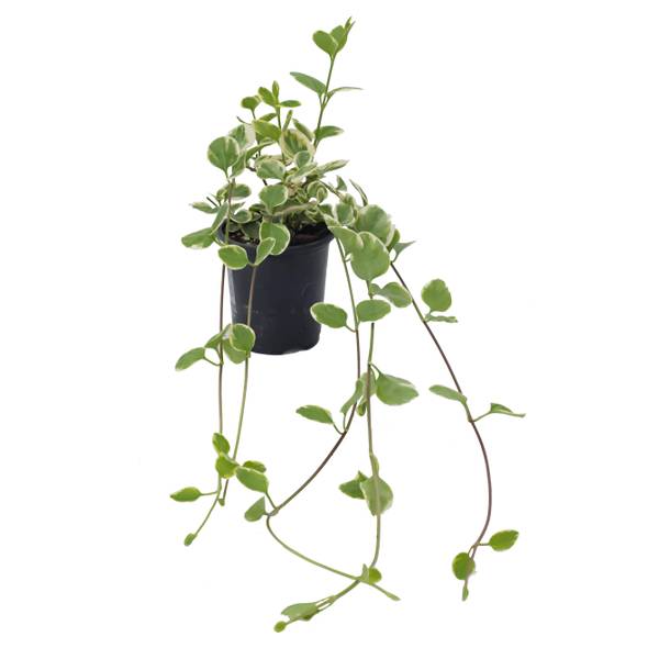 Photo of 3.5" Accent Plant - Vinca Vine