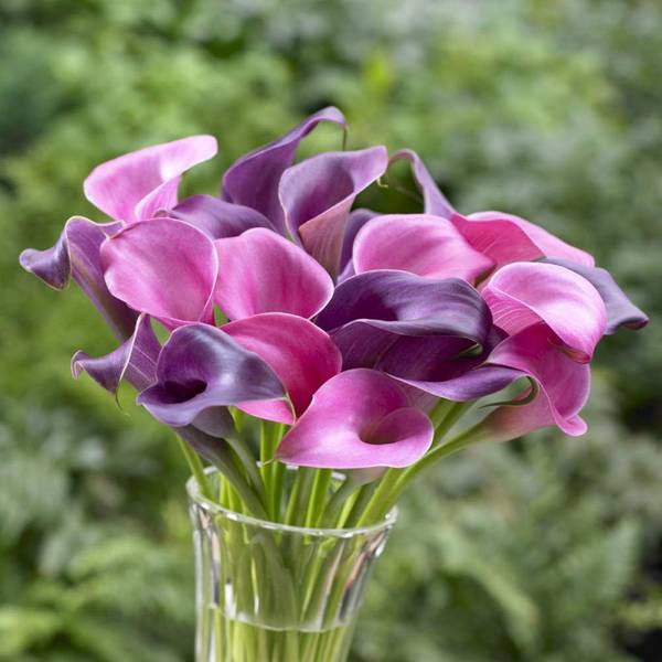 Photo of Calla Bulbs