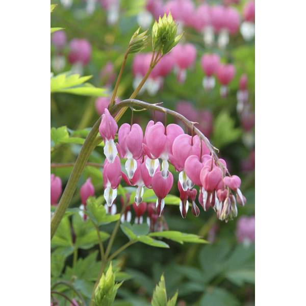 Photo of Bleeding Heart (Dicentra Spectablis)