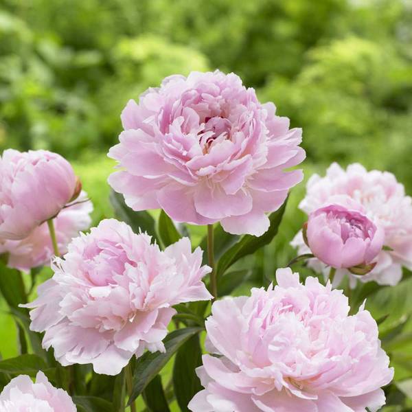 Photo of Sarah Bernhardt Peony