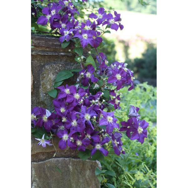 Photo of Clematis Jackmanii
