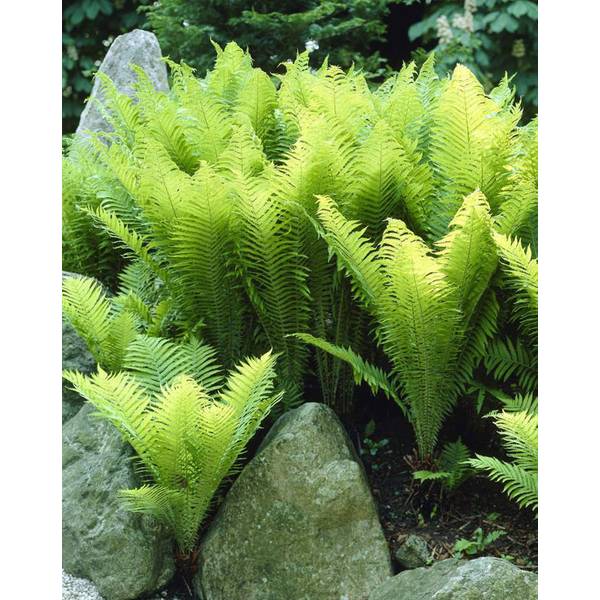 Photo of Fern Ostrich