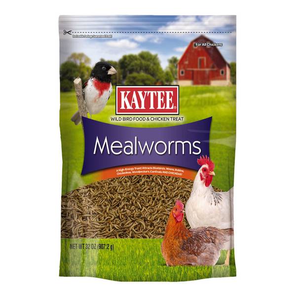 Photo of Mealworms