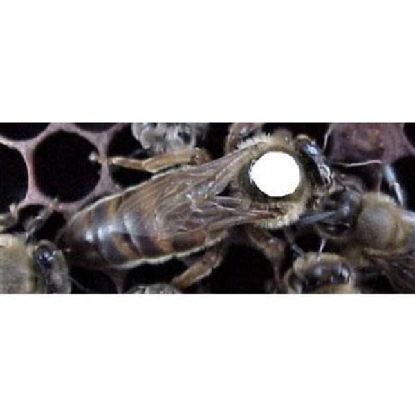 Photo of Carniolan Queen Bee