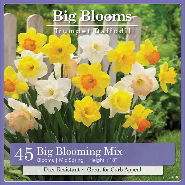 Longfield Gardens Daffodils, 100 count