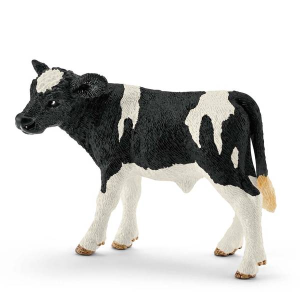 Photo of Holstein Calf