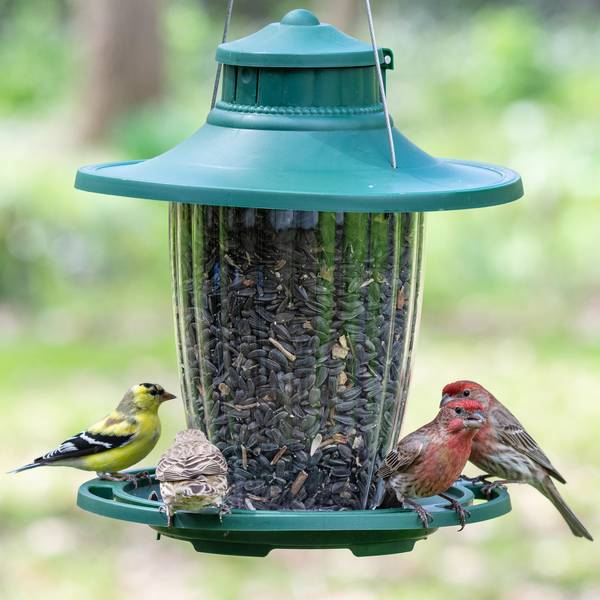 Photo of Large Lantern Bird Feeder, 3.8 lb, SureFill No Spill Easy Filling